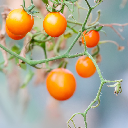 Sun Drop Cherry Tomato (Solanum lycopersicum)