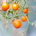 [334] Sun Drop Cherry Tomato (Solanum lycopersicum)