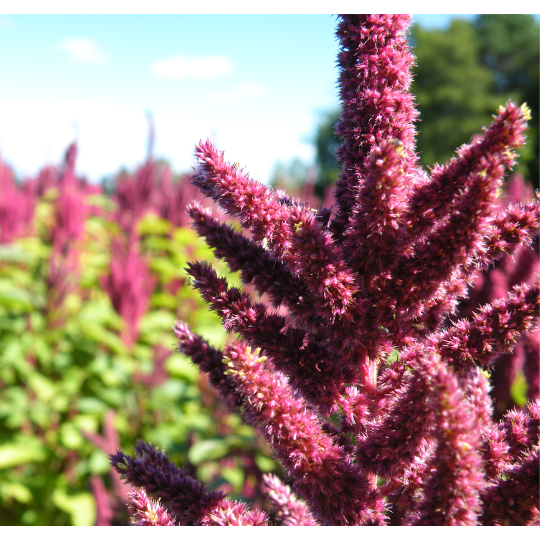 Amarante (Amaranthus sp.)