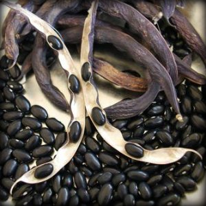 Cherokee Trail of Tears climbing bean (Phaseolus vulgaris)