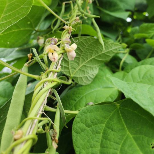 Skunk Pole bean (Phaseolus vulgaris)