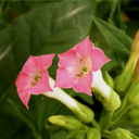 [212] Little Canadian Tobacco (Nicotiana tabacum)