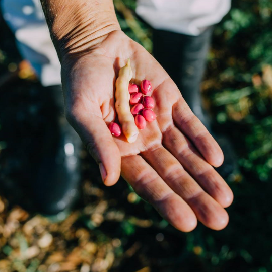 Grandmother bean (Phaseolus vulgaris)