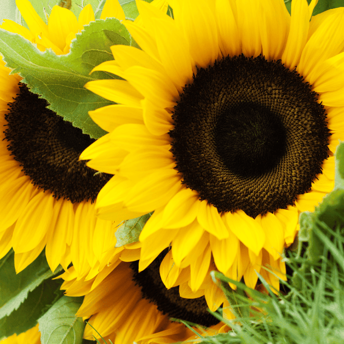 Tournesol en mélange (Helianthus annuus)﻿