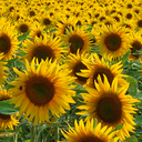 [222] Tournesol en mélange (Helianthus annuus)