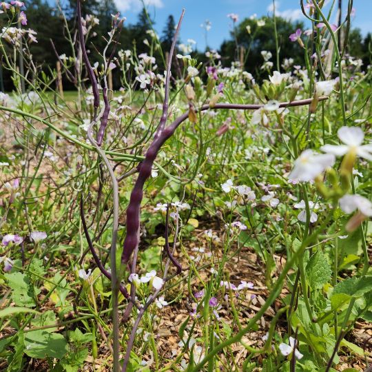 Rat's Tail Radish (Raphanus sativus var. caudatus)