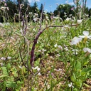 [192] Rat's Tail Radish (Raphanus sativus var. caudatus)