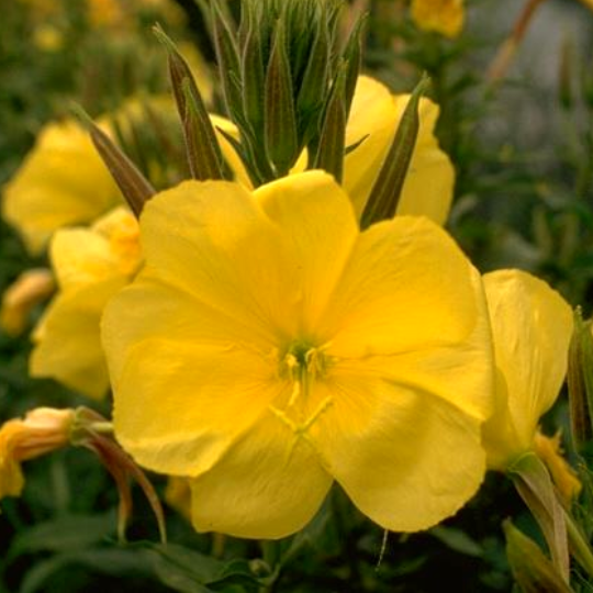 Onagre (Oenothera biennis)