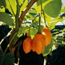 [129] Tamarillo nain (Solanum abutiloides)
