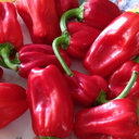 [156] Piment Aleppo (Capsicum annuum)