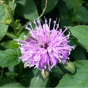 [135] Bergamot (Monarda fistulosa)