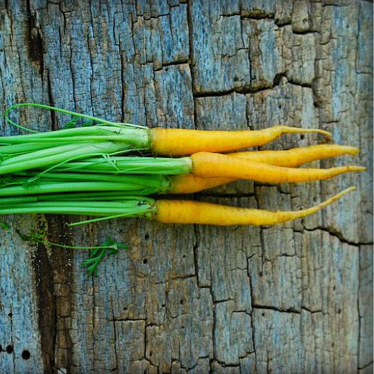 Yellowstone Carrots (Daucus carota var. sativus)