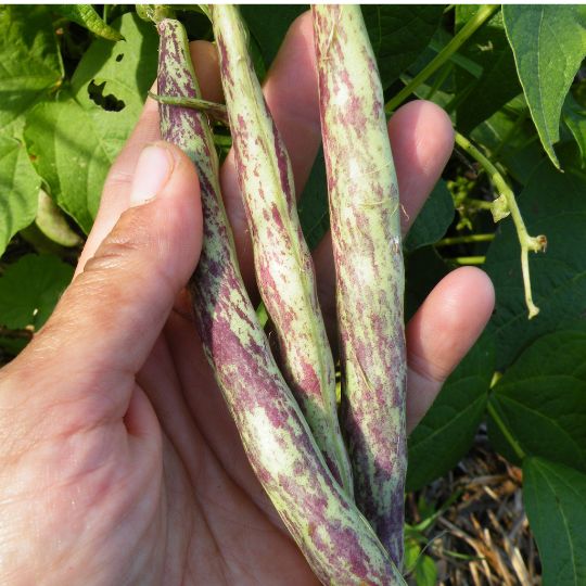 Haricot nain Thibodeau du comté de Beauce (Phaseolus vulgaris)