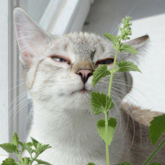 Catmint (Nepeta cataria)