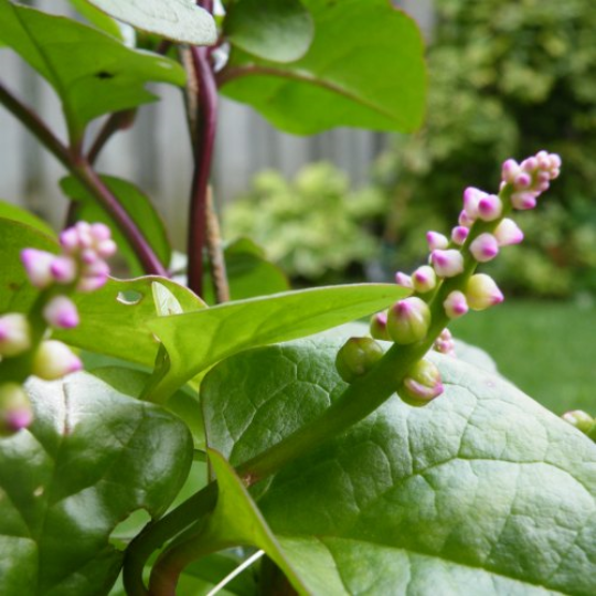 Épinard de Malabar (Basella rubra)