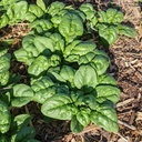 [083] Norfolk spinach (Spinacia oleracea)