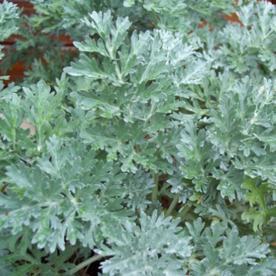 Absinthe (Artemisia absinthium)