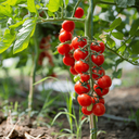 [307] Tomato Mon Plaisir (Solanum lycopersicum)