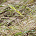 [313] Teff (Eragrostis tef)