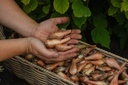 Saint-Anne shallots (Allium ascalonicum)