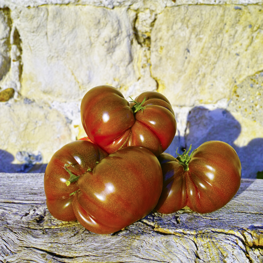 Tomate Noire de Crimée (Solanum lycopersicum)