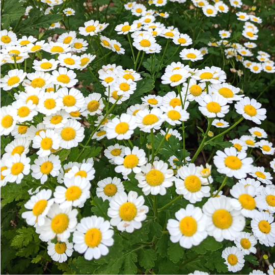 Feverfew (Tanacetum parthenium)