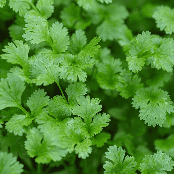 Coriander (Coriandrum sativum)