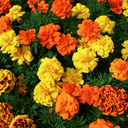 [140] ﻿Tagètes (Tagetes sp.)﻿
