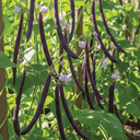 [268] Velour bush bean (Phaseolus vulgaris)