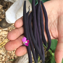 Velour bush bean (Phaseolus vulgaris)