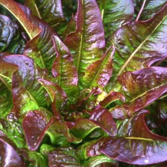 Laitue Oreilles du Diable (Lactuca sativa var. longifolia)