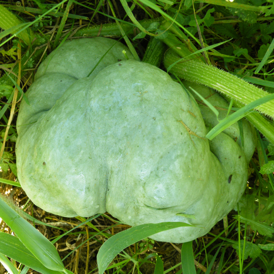 Triamble squash (Cucurbita maxima)