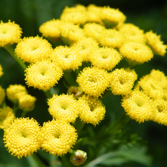 Tanaisie vulgaire (Tanacetum vulgare)