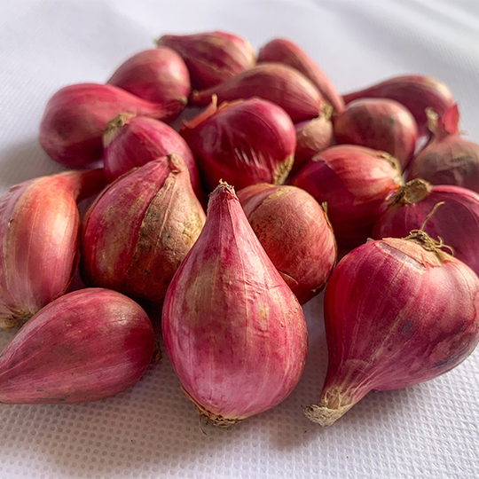 Onion Catawissa (Allium x proliferum, syn. Allium cepa var. proliferum)