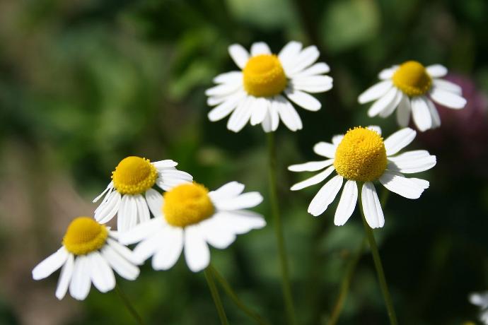 Petite camomille (Matricaria recutita)