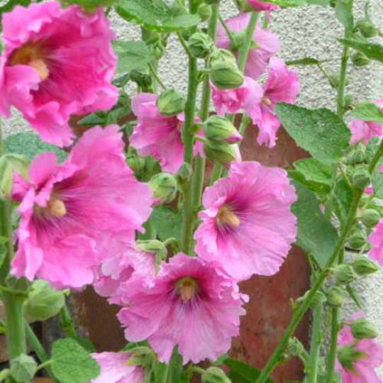 Rose trémière (Alcea rosea)