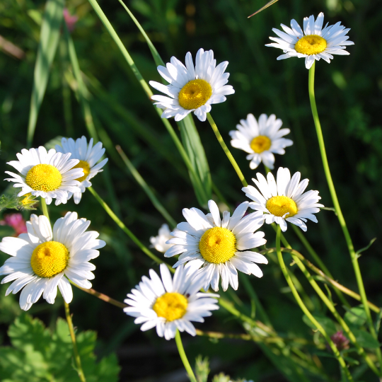 Field Daisy (Leucanthemum vulgare)