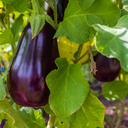 [019] Aubergine Mordon Midget (Solanum melongena)