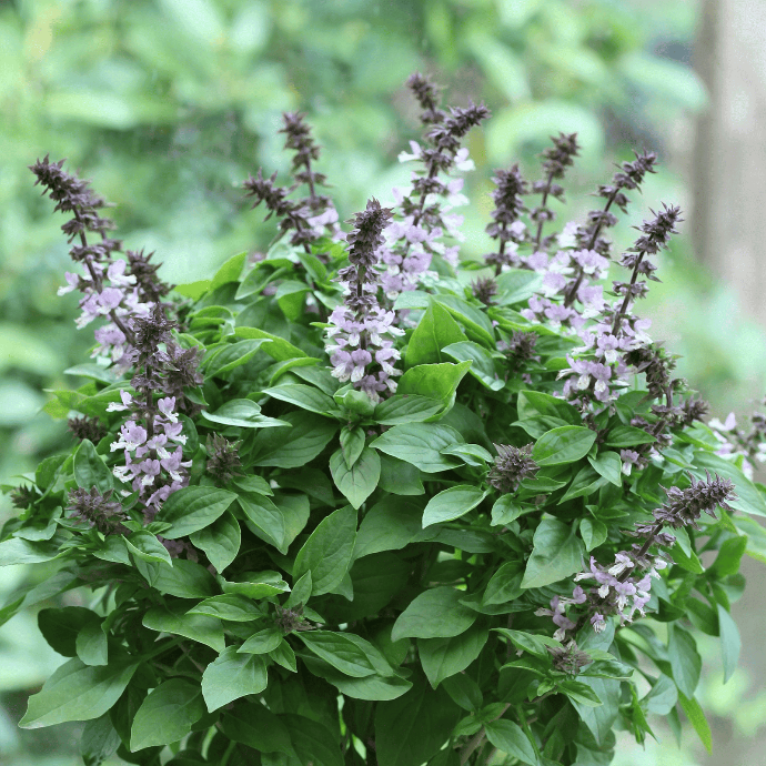 Basilic Sacré (Ocimum sanctum)﻿