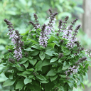 [026] ﻿Basilic Sacré (Ocimum sanctum)﻿