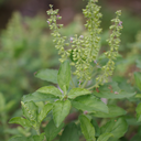 [026] Holy Basil (Ocimum sanctum)