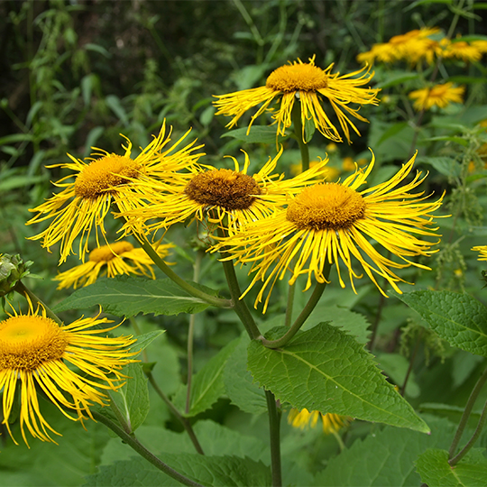 Aunée (Inula helenium)