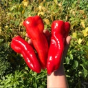 Aconcagua pepper (Capsicum anuum)