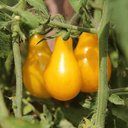 [318] Tomate cerise Poire Jaune (Solanum lycopersicum)