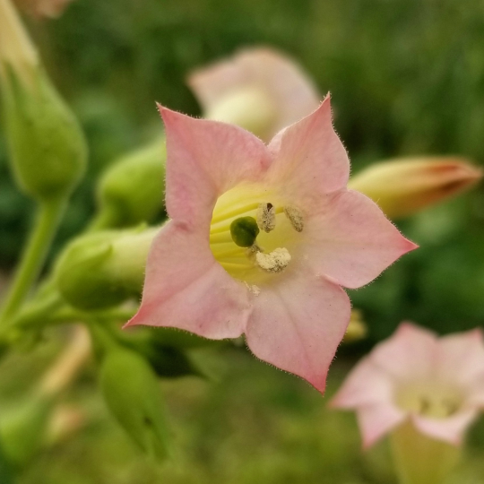 Black Sea Tobacco (Nicotiana tabacum)