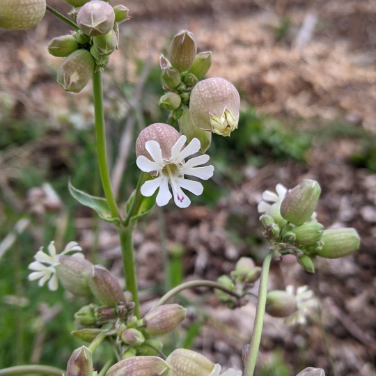 Silène enflée (Silene vulgaris)