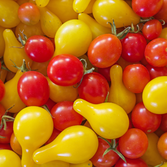 Mixture of "Je Capote" Cherry Tomatoe (Solanum lycopersicum et/ou pimpinellifolium)