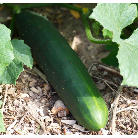 Concombre Market More (Cucumis sativus)