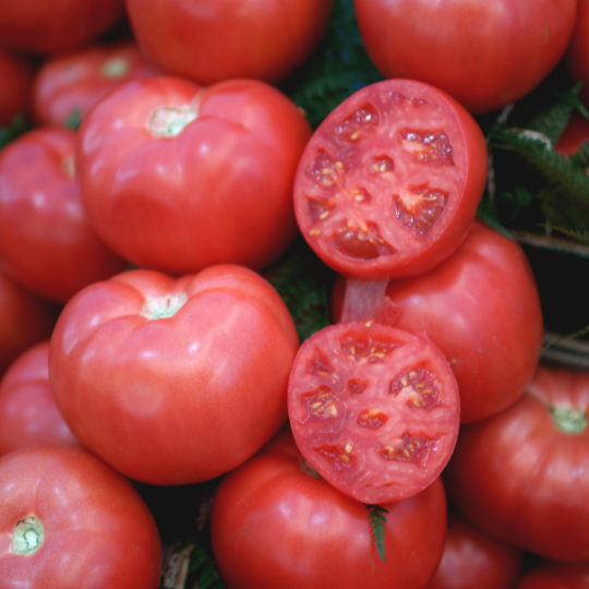 Italian Pink Tomato (Solanum lycopersicum)