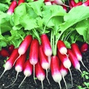 [191] French Breakfast Radish (Raphanus sativus)